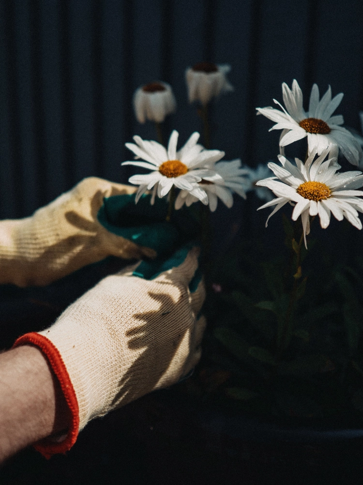 Gardener wearing gloves pruning white flowers during garden maintenance.