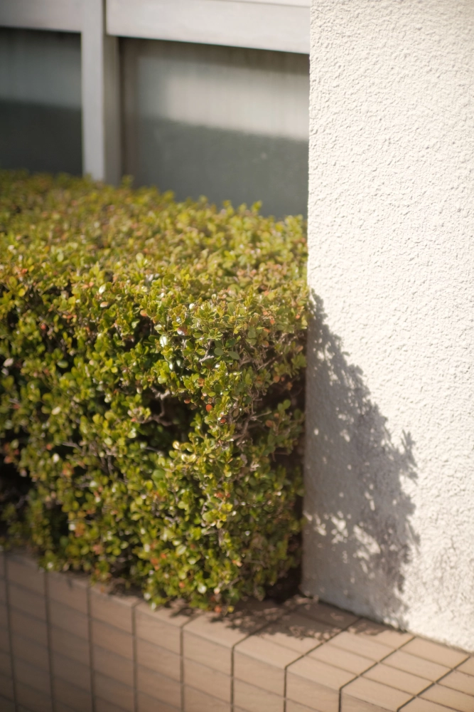 Neatly trimmed hedge beside a residential home.