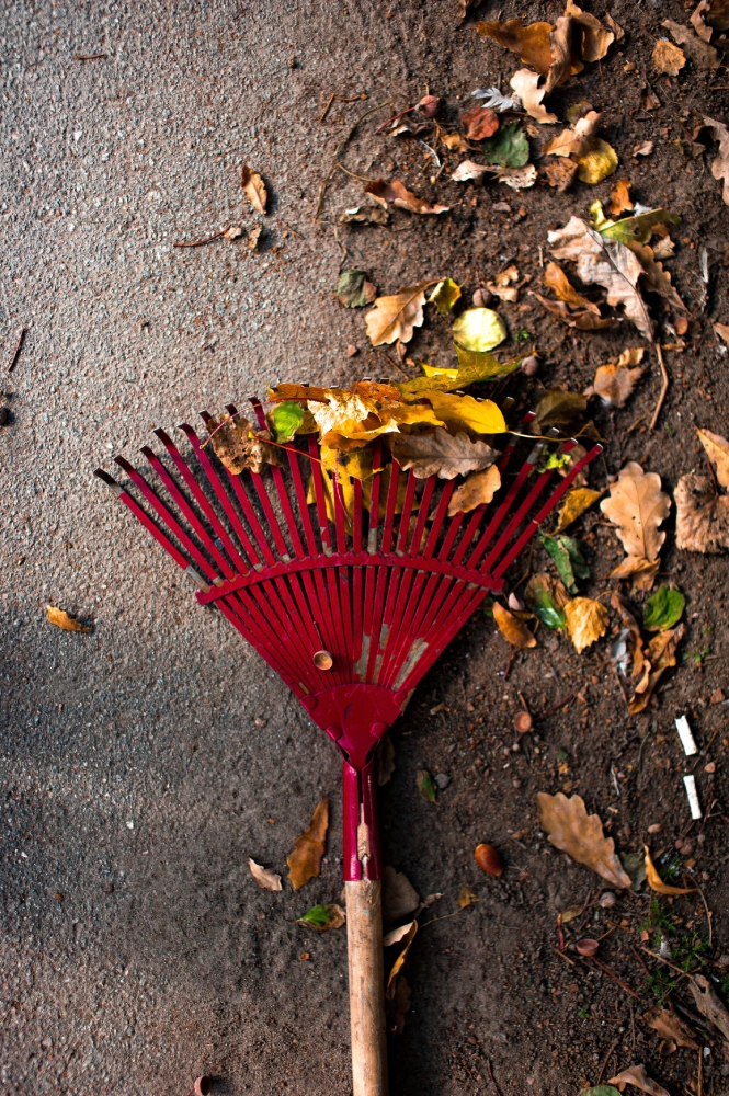 Red garden rake clearing fallen leaves and garden debris during a yard clean-up.